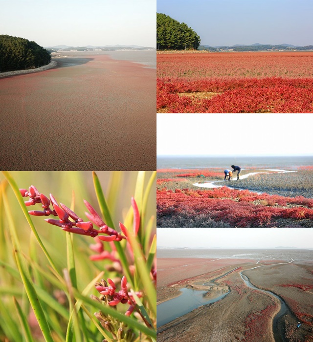 真っ赤に色づいた干潟、塩生植物群落が壮観　／大阜島