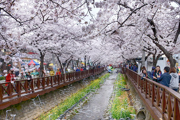 韓国最大の桜祭り「鎮海軍港祭」開幕、インスタ映えスポットはココ！