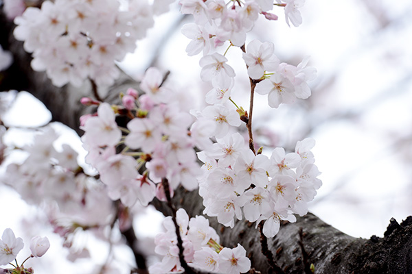 韓国最大の桜祭り「鎮海軍港祭」開幕、インスタ映えスポットはココ！