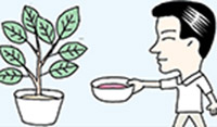 生肉を浸けた水は観葉植物へ