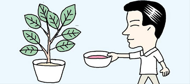 生肉を浸けた水は観葉植物へ