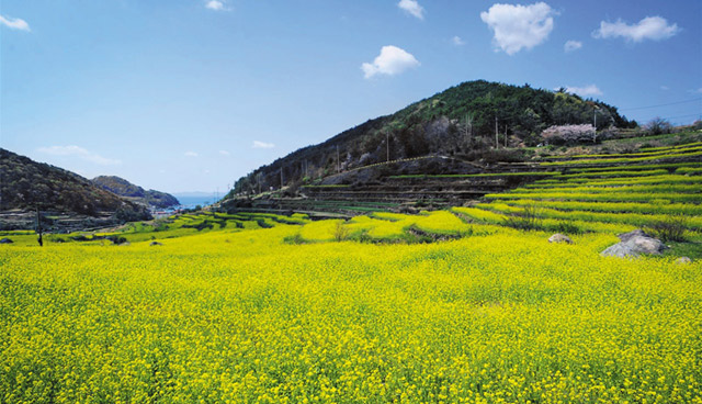 慶南・南海で春の花を楽しむポイントは？