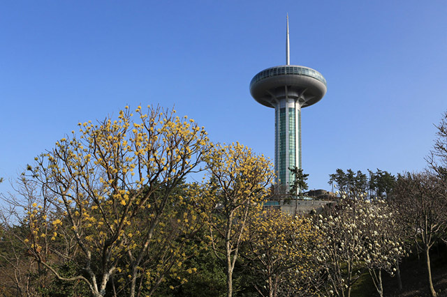 青い海とピンクのツツジの調和！　莞島タワー多島海日の出公園