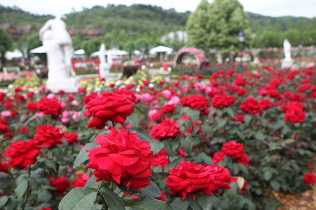 楽しみ方いろいろ！　花と文化が調和したエバーランド・バラ祭り