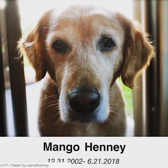 ダニエル・ヘニーの愛犬マンゴー、脳腫瘍で天国へ