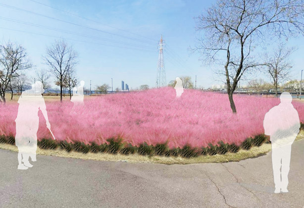 今秋、「ピンク色のススキ」が揺れる漢江公園へ