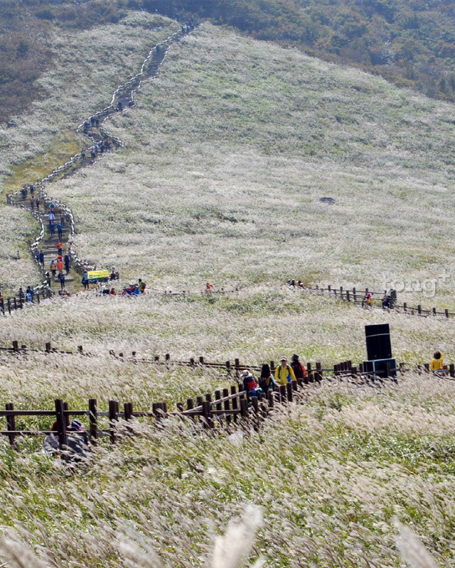 今秋は神仏山へ、「韓国最高の秘境」ススキ野原を見に行こう！