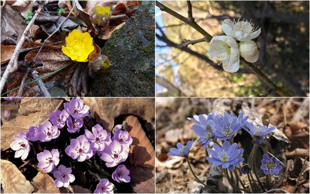 早春の国立公園で野花を楽しもう！