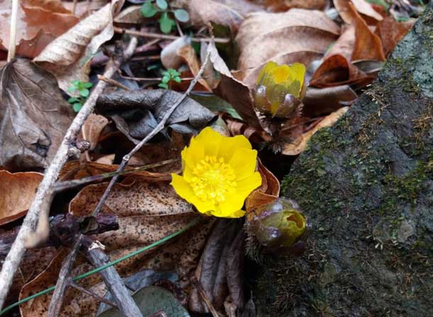 多島海海上国立公園「福寿草」
開花時期：1月12日