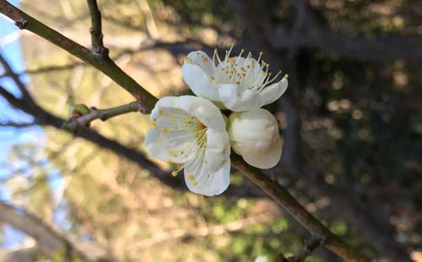 閑麗海上国立公園タラ公園「梅」
開花時期：1月18日