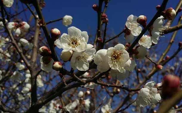 多島海海上国立公園金鰲島「梅」
開花時期：2月11日