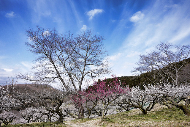 サンシュユに梅、桜…KTXに乗って花見に出掛けよう！