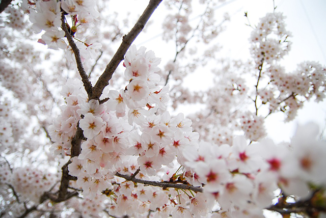 サンシュユに梅、桜…KTXに乗って花見に出掛けよう！