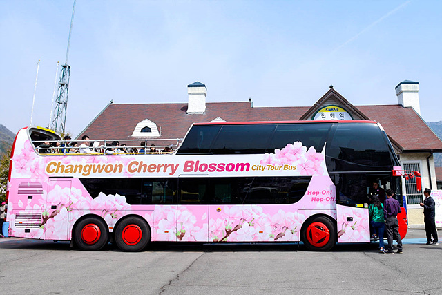 ▲有料の2階建て観光バス「チェリーブロッサム・バス」に乗れば、主な桜の名所をめぐることができる。