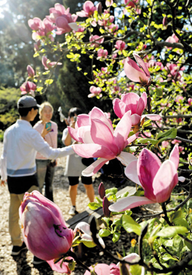 千里浦樹木園で「秘密のモクレン園」公開