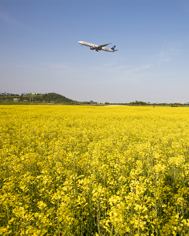 仁川空港に新たな見どころ誕生！　広さ3万6000㎡の菜の花畑