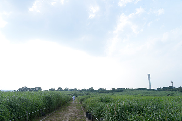 世界で最も高い「ごみの山」が訪問客10万人の自然公園へ…ソウル・ハヌル公園