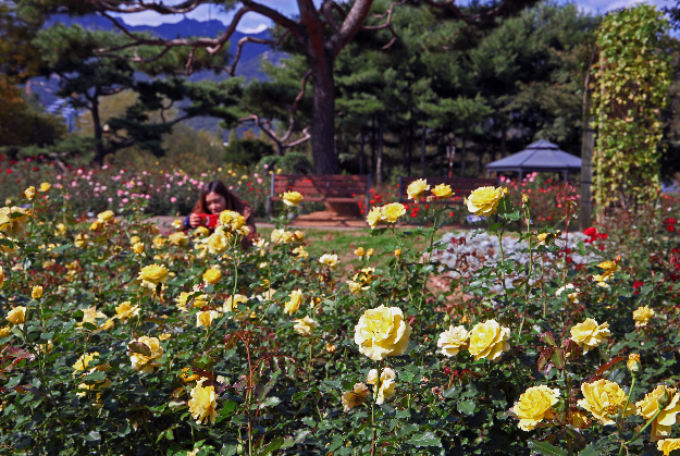 秋のバラが楽しめる！　ソウル大公園バラ園