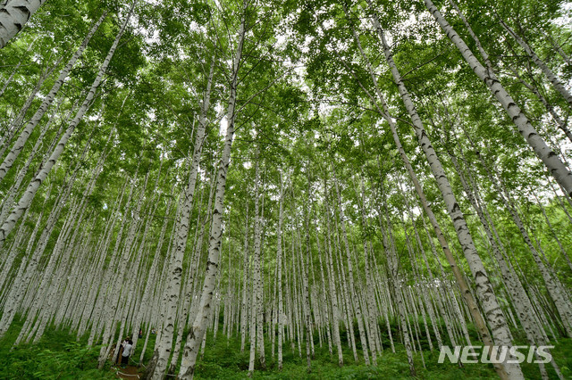 麟蹄シラカバの森、5月1日から開放