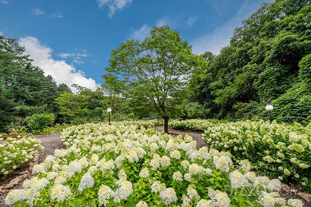 夏の花見を楽しもう！　さわやかなアジサイを楽しめる穴場はココ