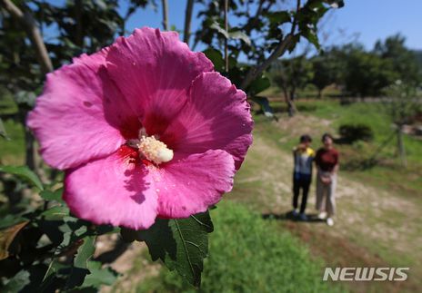 慶南・山清のソンチョル公園でムクゲが満開