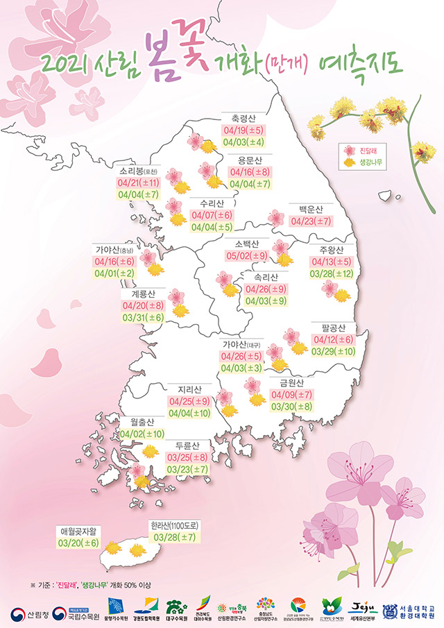 韓国で春の花は3月半ばに満開！　国立樹木園、AI活用した2021年開花予想発表