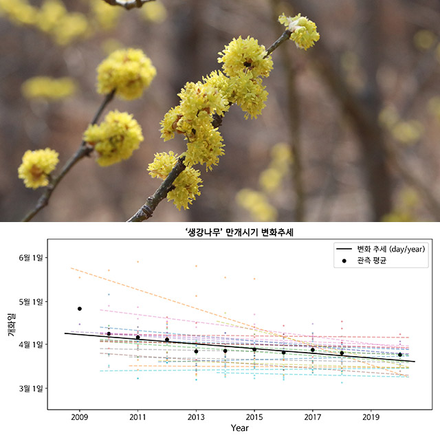 韓国で春の花は3月半ばに満開！　国立樹木園、AI活用した2021年開花予想発表