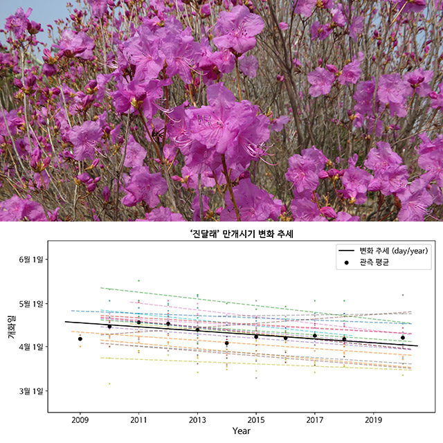 韓国で春の花は3月半ばに満開！　国立樹木園、AI活用した2021年開花予想発表