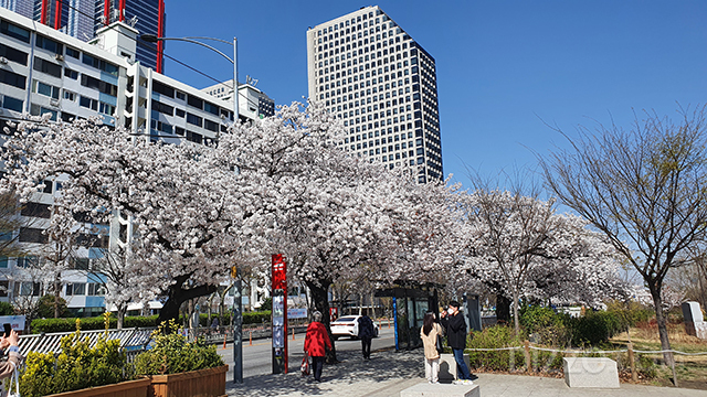 お花見も安全に…室内で桜を楽しむのにピッタリ、韓国でオススメの旅行先＆宿泊先