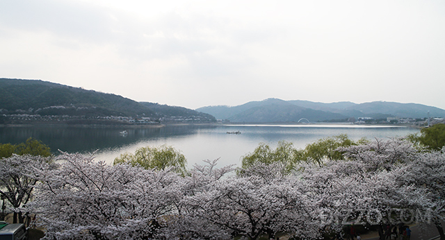 お花見も安全に…室内で桜を楽しむのにピッタリ、韓国でオススメの旅行先＆宿泊先