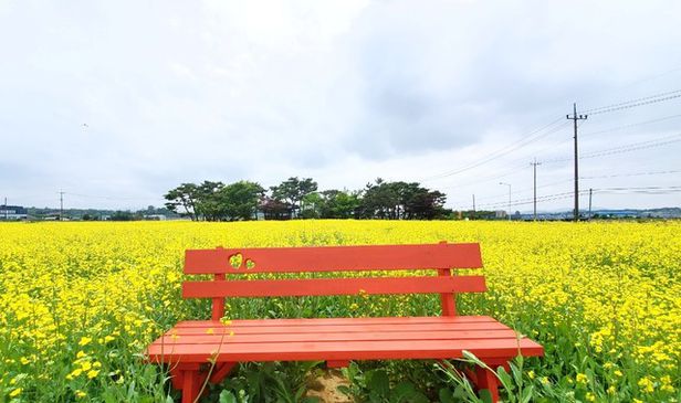 創建1000年の天安・奉先弘慶寺碣記碑近くの菜の花畑が人気