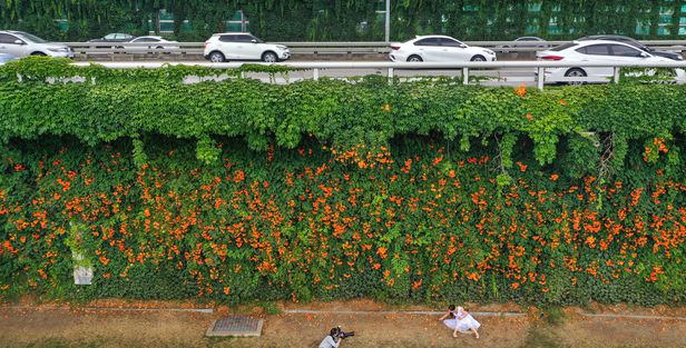 灰色の道路の下に咲いた夏の花