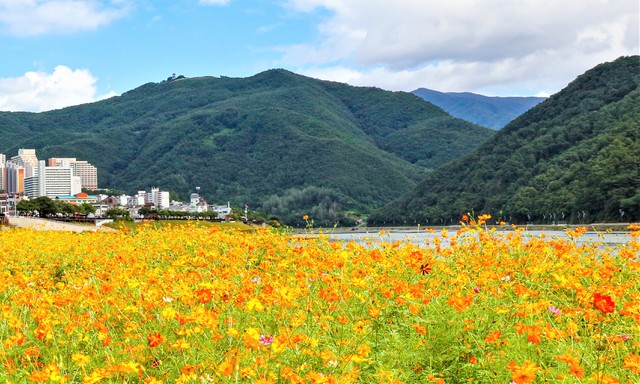 「コロナブルーはありません」　丹陽・南漢江沿いでは秋の花が満開