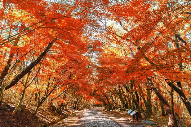 晩秋、紅葉狩りを楽しみながら歩いてみようか…「11月オススメの道」