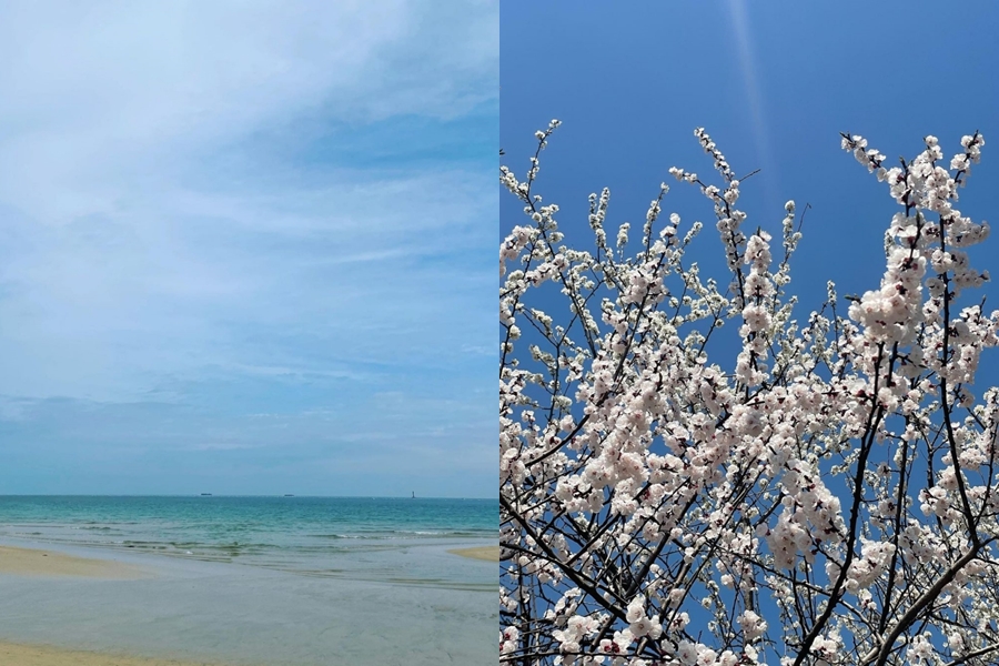 ソン・ヘギョ　愛犬ルビーと海と桜がいっぱいの春旅「ラブリー2ショット」