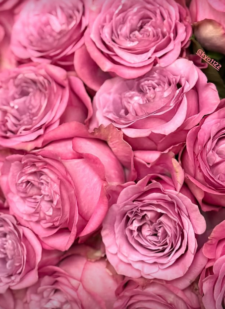 55歳キム・ヘスが43歳ソン・ヘギョと仲良く誕生日パーティー…12歳の年齢差越えた友情