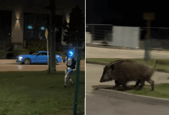 映像＝ポーランド・ワルシャワの都心のど真ん中で、ヒューマノイドロボットがイノシシたちを追跡している様子。（映像出処：X @edwardwarchocki）