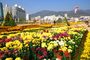 五色の菊が作り出す景色が絶品 「馬山カゴパ菊祭り」29日開幕