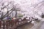 韓国最大の桜祭り、「鎮海軍港祭」盛況