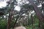 韓国で最も美しい森に選ばれた「通度寺・舞風寒松路」