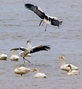 ビックリ！　注南貯水池に天然記念物のコウノトリ4羽が飛来