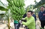 熱帯の果実バナナを収穫! 浦項に体験農場オープン