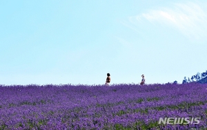 井邑市「ラベンダー畑でヒーリング」