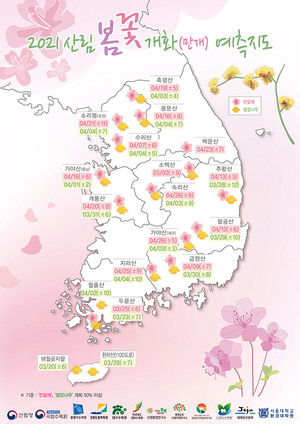 韓国で春の花は3月半ばに満開! 国立樹木園、AI活用した2021年開花予想発表