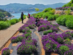巨済・知世浦鎮城、4万株のラベンダーによる「紫の饗宴」