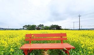 創建1000年の天安・奉先弘慶寺碣記碑近くの菜の花畑が人気