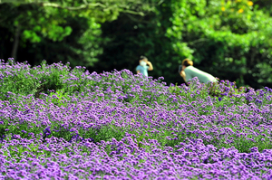 「紫の香りの中へ」 パープル島アスターまつり8日開幕
