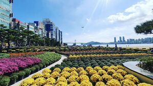釜山・広安里の海辺で咲き誇る5万輪の菊