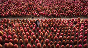 コキア畑で映画の中の主人公のように